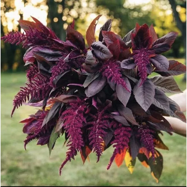 Semillas Hortaliza Amaranto Rojo Variedad Red Spike