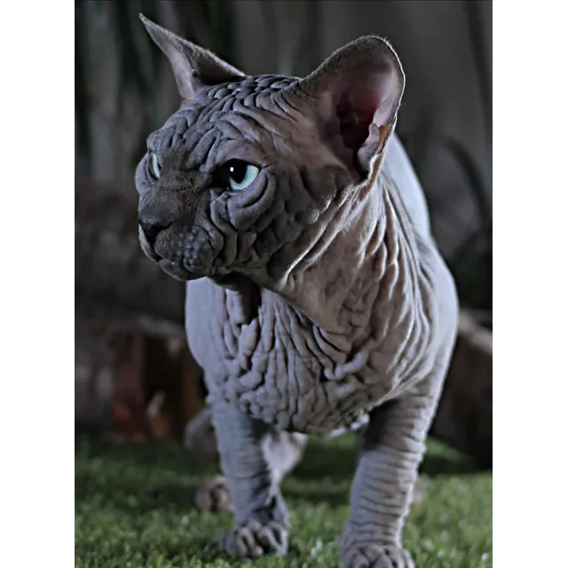 Hermoso Sphynx  Bambino Macho 6meses Fertil ..