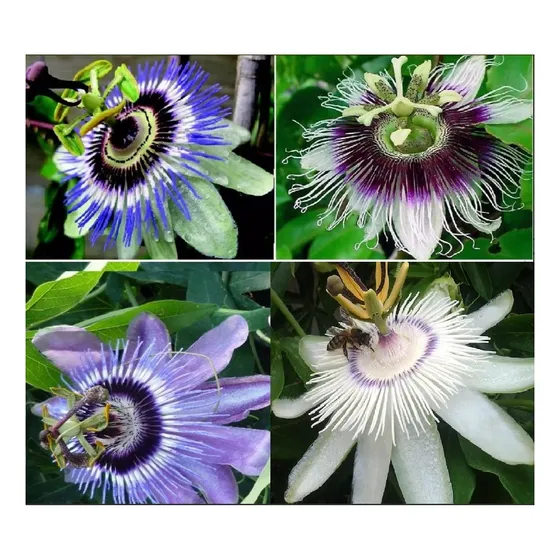 Oferta! Semillas Pasiflora 3 Variedades