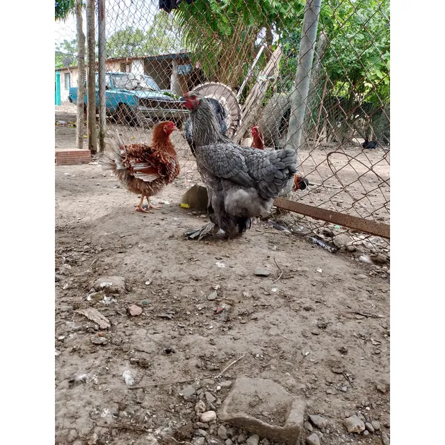 Gallinas Criollas Y Brahamas