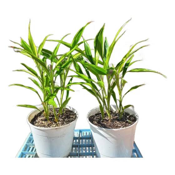 Planta Interior Dracaena Bambú Maceta Nro.17