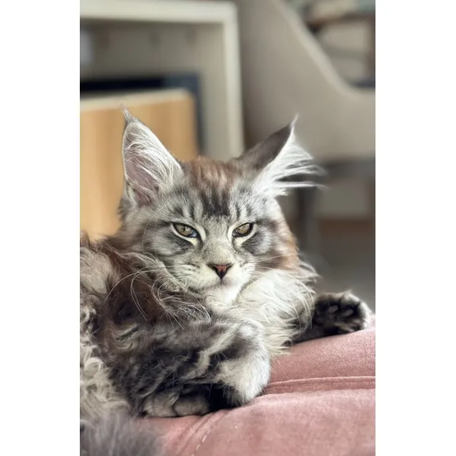 Gato Maine Coon Linea Gonsior