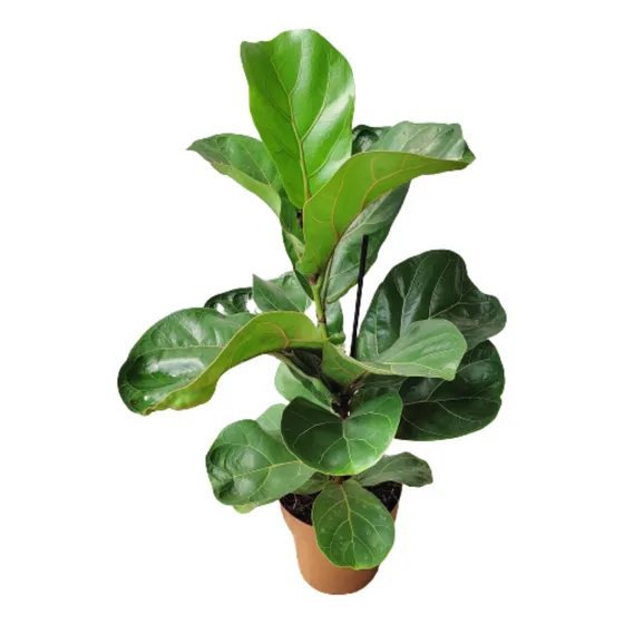 Muda Ficus Lyrata Bambino
