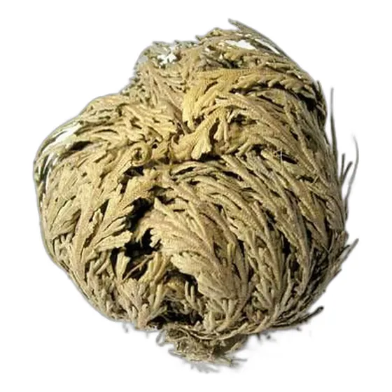 Planta Resurrección: Rosa De Jericó - Selaginella Lepidophyl