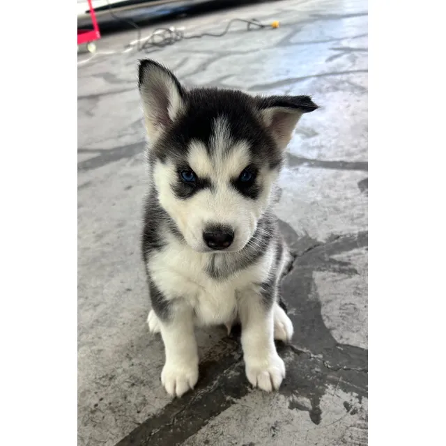 Husky Macho