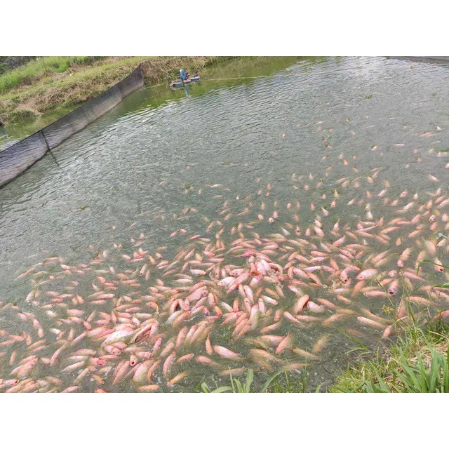 Alevinos De Tilapia Roja Y Negra