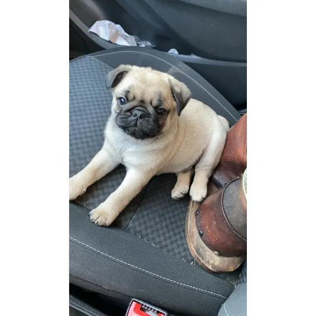 Pug Carlinos Machos Apricot Pronta Entrega Con Mercadopago