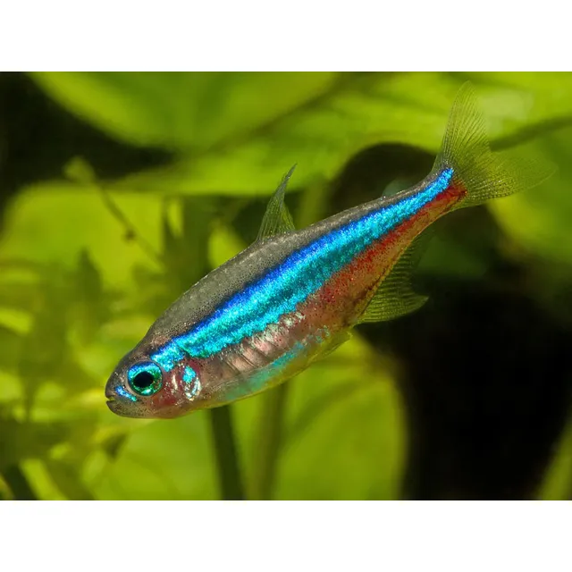 Tetra Neón Verde X 10 Unidades Pez Acuario Pecera