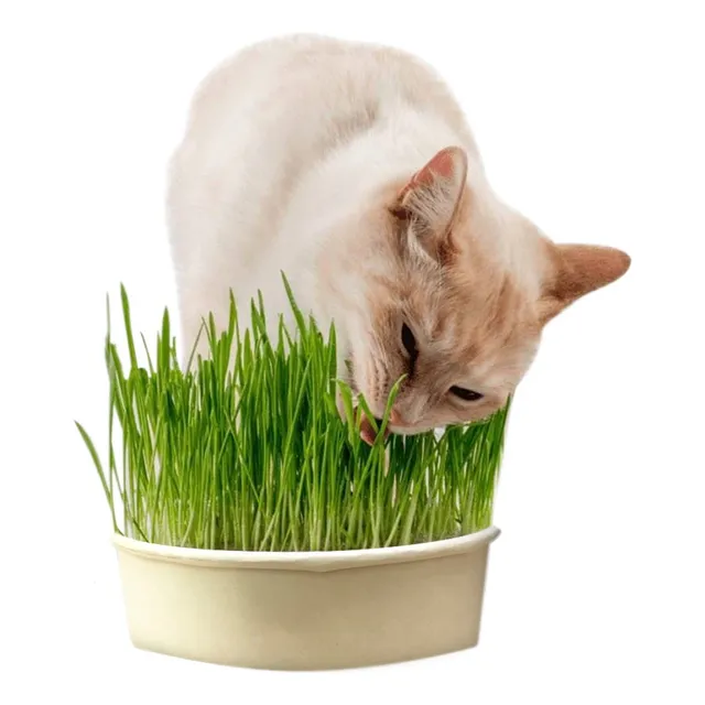 Hierba Comestible Para Gatos Para Germinar Hpsm-1