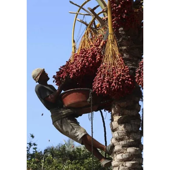 Semillas De Palmera Datilera Palma Datilera Jumbo Medjool