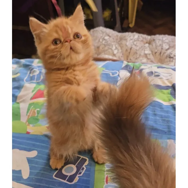 Gatito Exótico Red Tabby Naranja