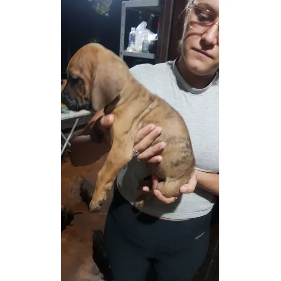 Filhotes De Fila Brasileiro Com Pedigree - Melhor Raça
