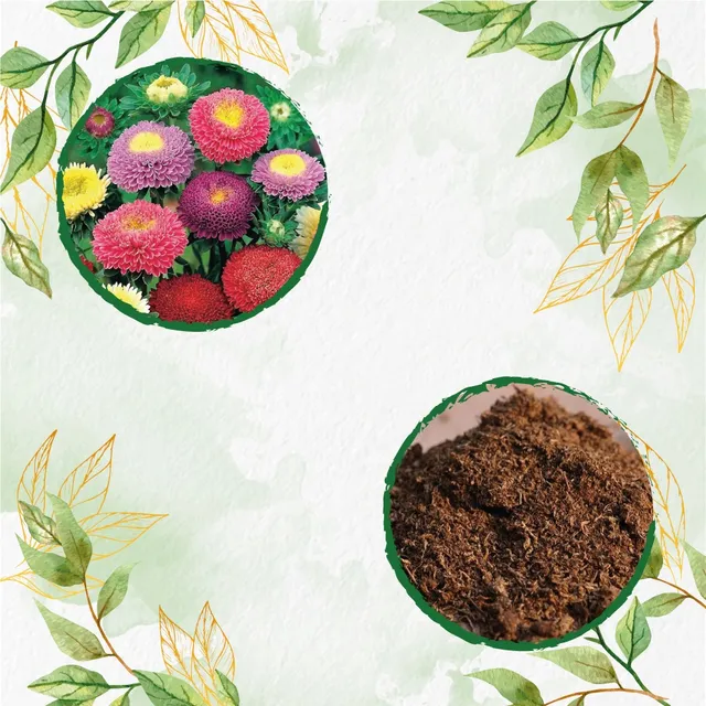 260 Semillas De Flor Coronado + Turba De Germinación