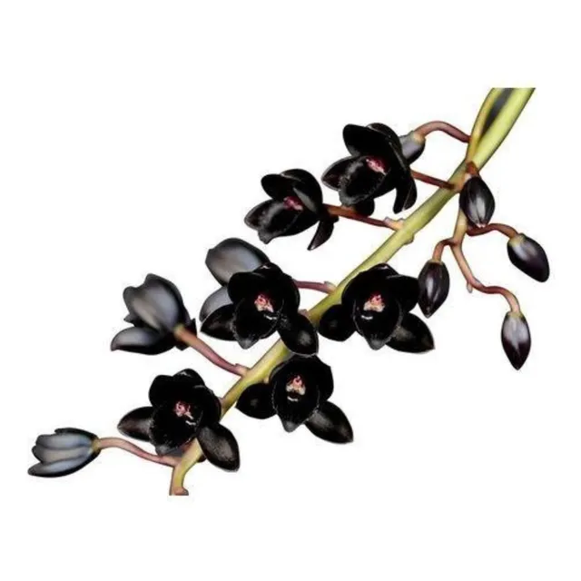 Orquidea Catasetum Fredclarkeara After Dark * Pré Adulta  *