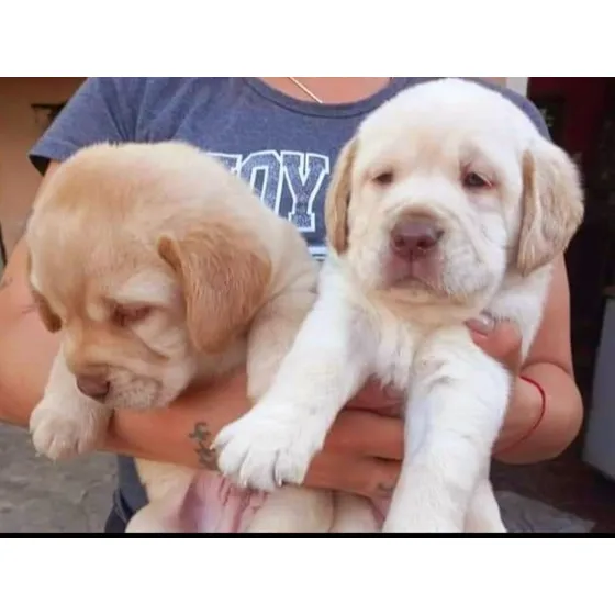 Cachorros Labradores Retriever Puros 