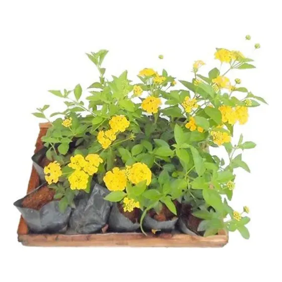 10 Mudas Mini Lantana Camara Amarela Montevidensis Saquinho