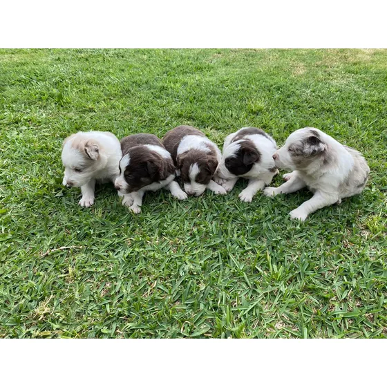 Border Collie Red Merle Y Chocolate