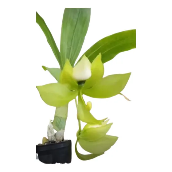 Orquídea Cycnoches Lehmannii X Chlorochillum X Chlorochillum