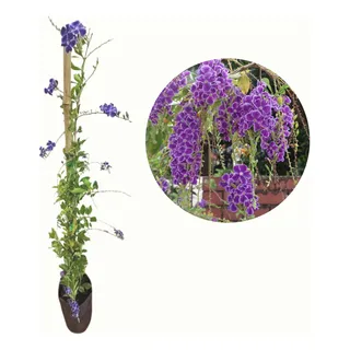 Exuberante Muda De Violeteira - Duranta Erecta - Arbusto Exuberante Muda De Violeteira - Duranta Erecta - Arbusto