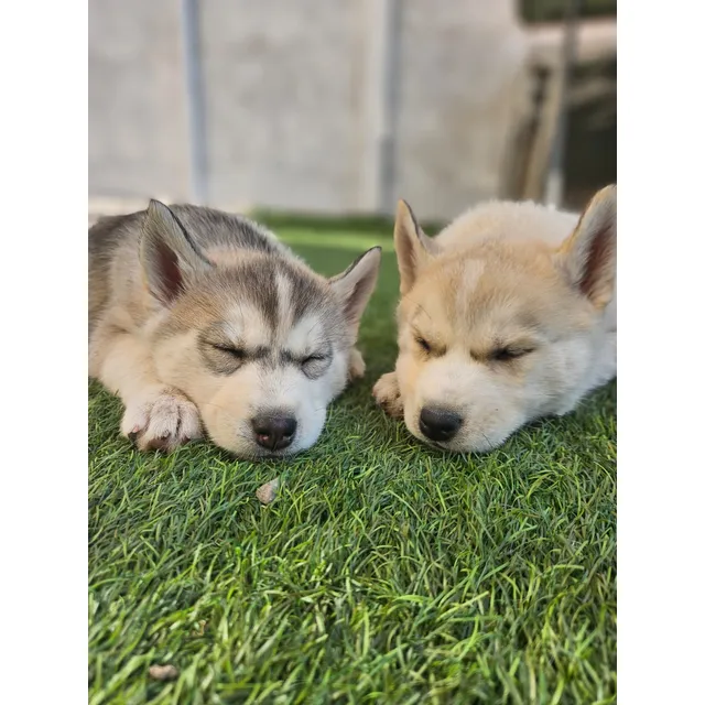Cachorros Husky Siberianos (primera Vacuna +antiparasitario)
