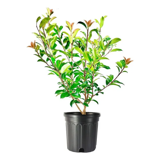 Photinias, Fotinias,  Gigantes Para Cerco! Por Mayor !  I