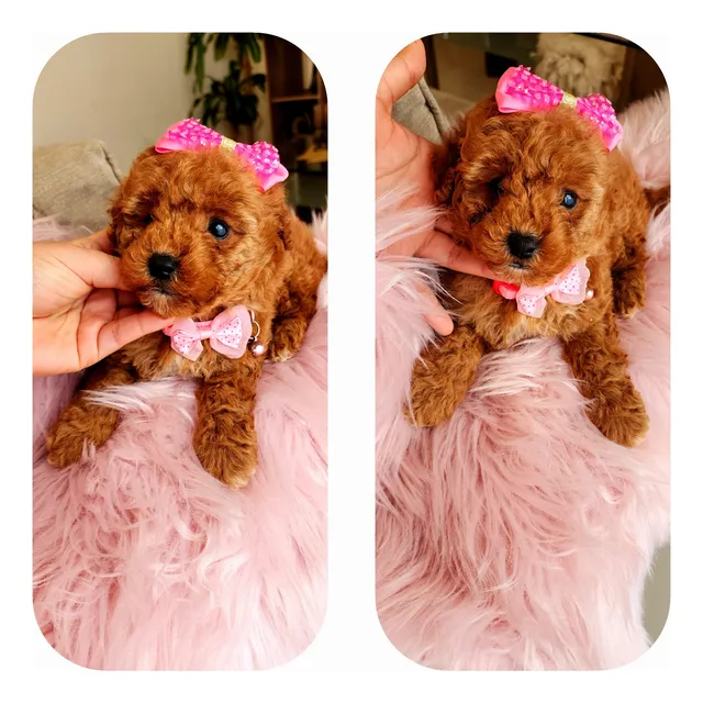 Caniche Mini Toy Colorada