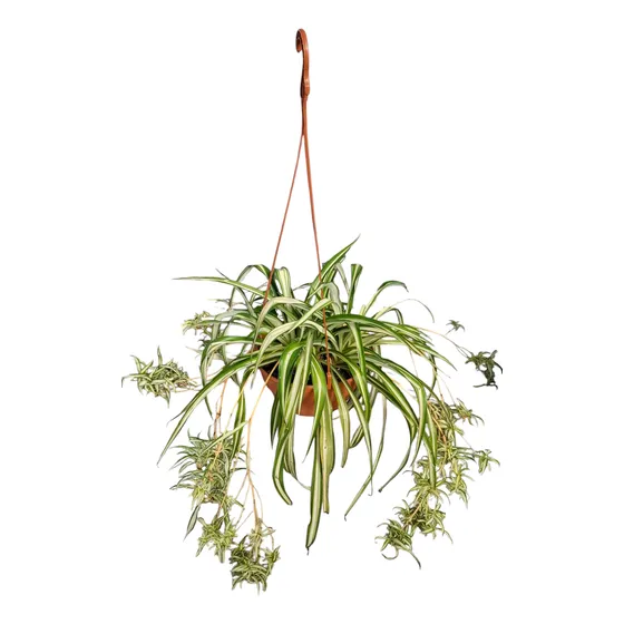 Plantas Lazo De Amor En Maceta De Colgar Verde
