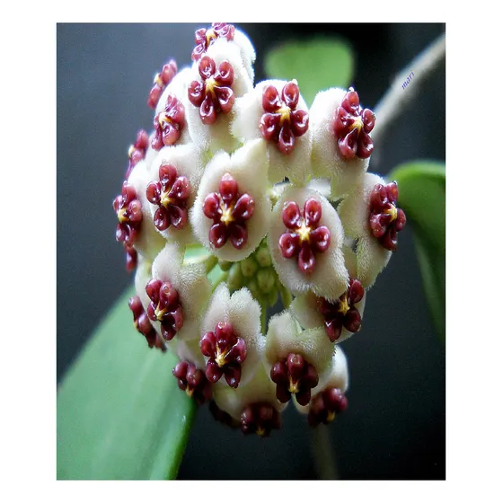 Planta Nacar U Hoya Carnosa Kerry Corazon Exotica Mediana Blanco Y Rosa