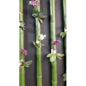 Vivero Materos Porrones Para Captus De Bambú Y De Madera.