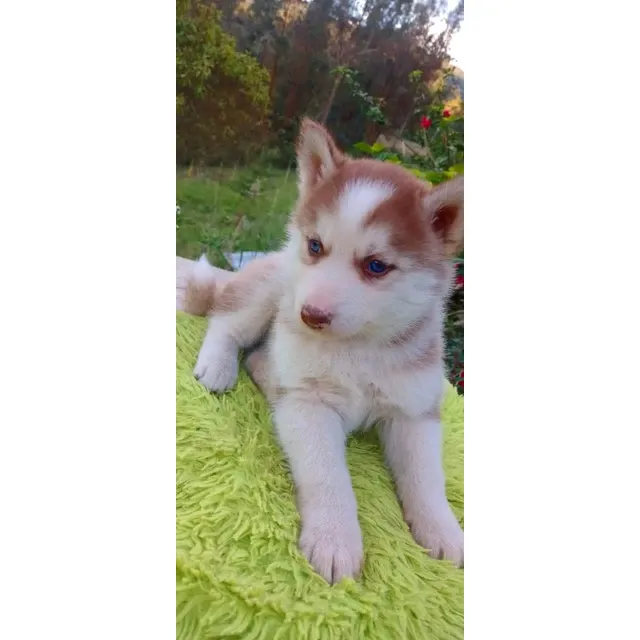 Cachorros Husky Machos Y Hembras(vacunados Y Desparasitados)