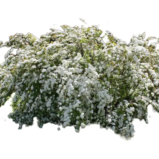 Planta Cerco Flor Corona De Novia