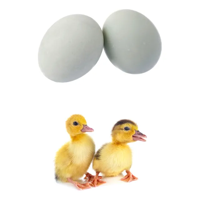 Huevos Fértil De Patos Marruecos