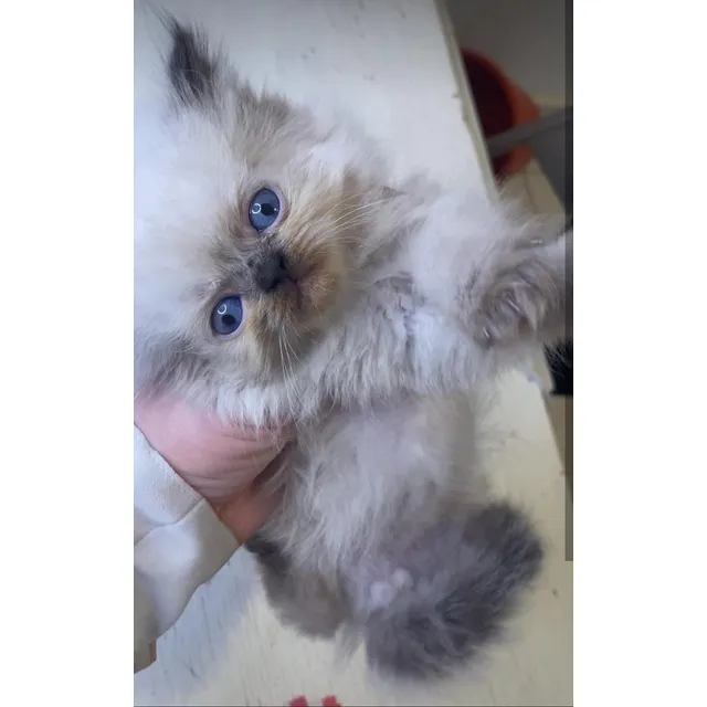 Gatos Persa