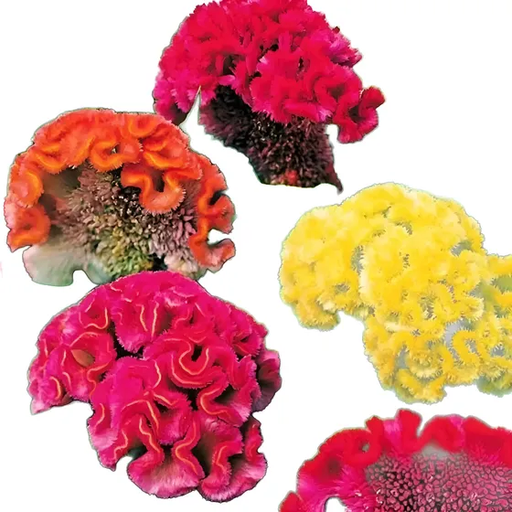 Semillas De Cresta De Gallo Mix Celosia Cristata Flor Anual
