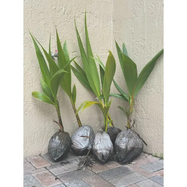Palma De Coco (cocos Nucifera) - Plantas Listo Para Sembrar