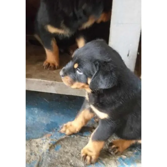 Filhotes Com Pedigree Da Raça Rottweiler**