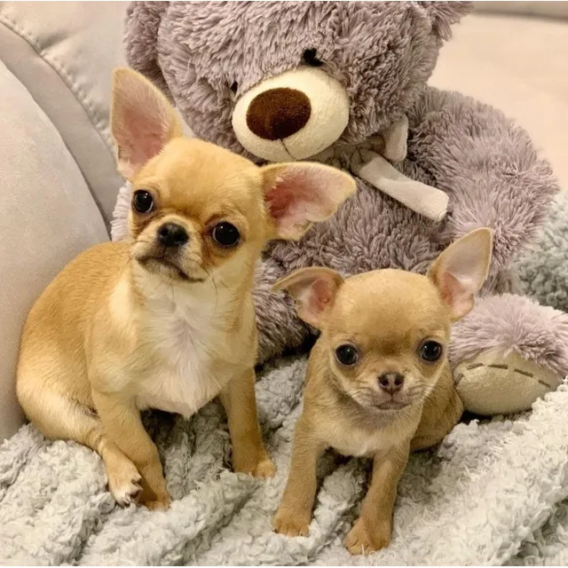 Hermosos Cachorros Chihuahua 400$  