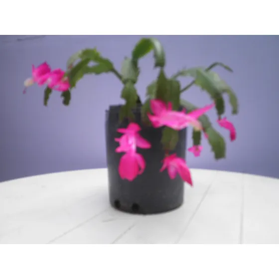 Cactus De Navidad En Flor