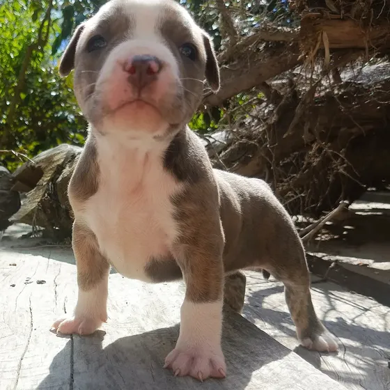 Perrita Bulling Merle Quito Norte | Cuotas sin interés