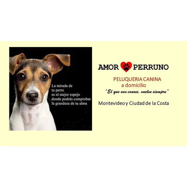 Peluquería Canina A Domicilio Y Salón Mdeo Y Cdad Dela Costa