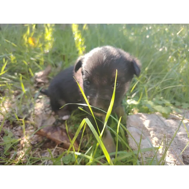 Cachorros Border Collie Leer Descripción