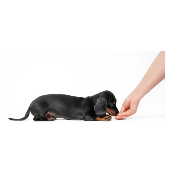 Cachorros Salchichas  Mini Dachshund Puros