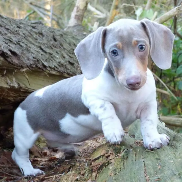 Perros Salchichas Arlequin Plata,isabellas Y Blue.dachshund.