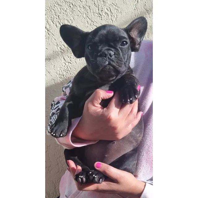 Cachorros Bulldog Frances Pedigree Kcu. Listos Para Entregar