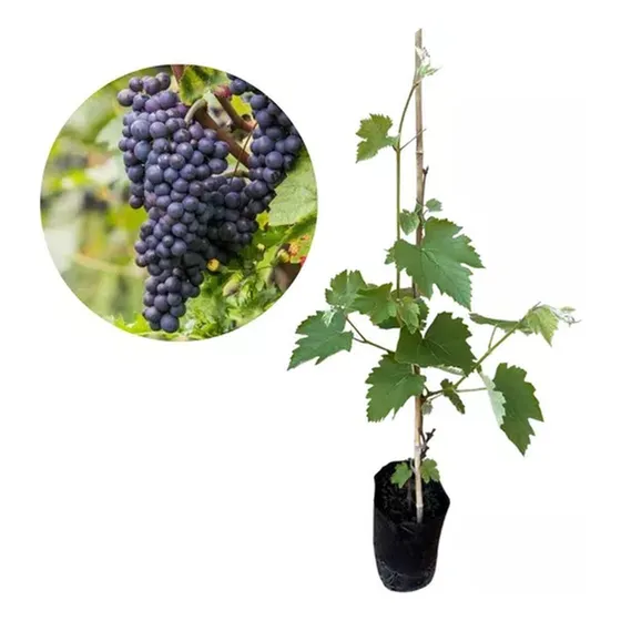 Muda De Uva Isabel - Enxertada