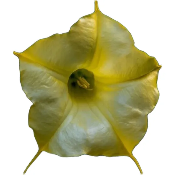Planta Floral Floripondio (trompeta De Ángel)
