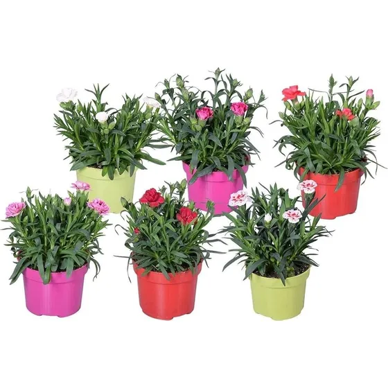 Clavelinas ( Dianthus Caryophyllus) Cajones Con  15 Plantas