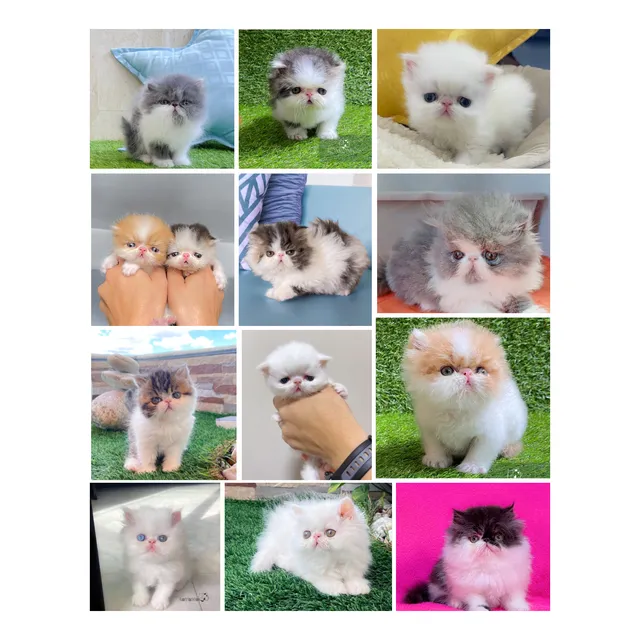 Gatos Persa