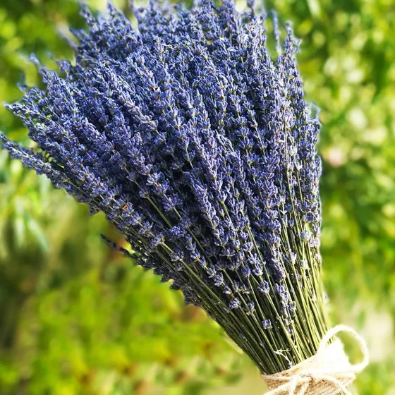 Tooget Tallo Ultra Seco Lavanda Largo Para Decoracion Hogar