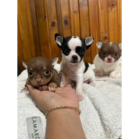 Cachorro Chihuhua Mini